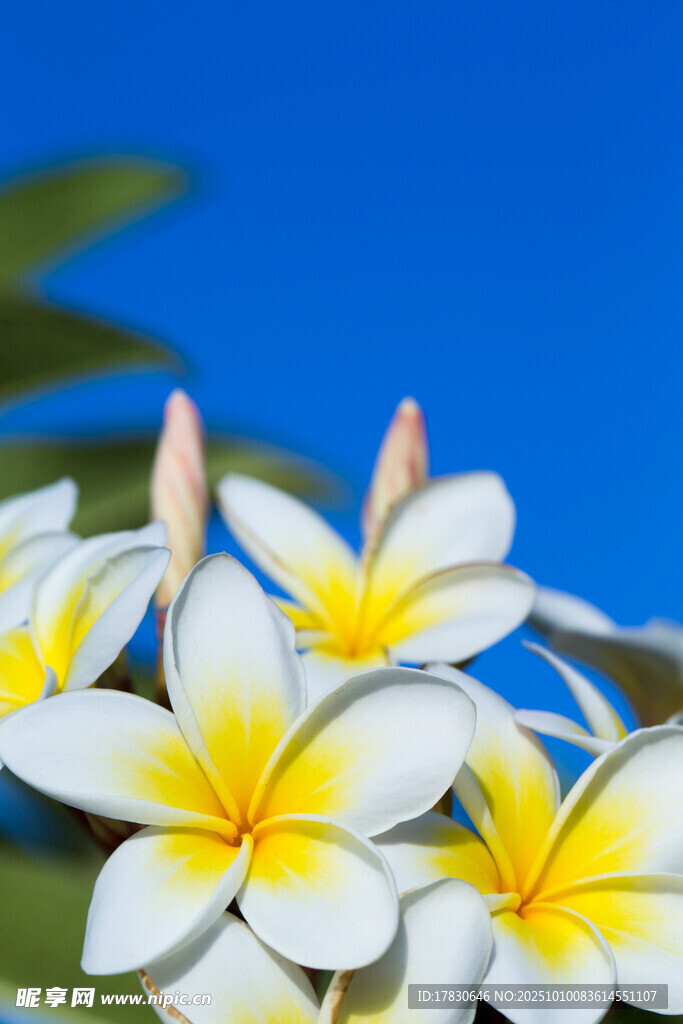 綻放的白色雞蛋花