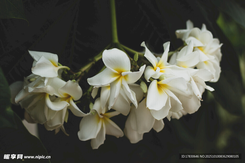 白色優(yōu)雅花卉特寫