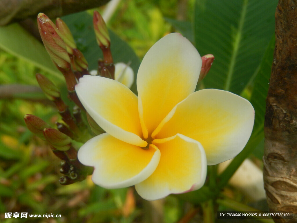 嬌艷雞蛋花綻放