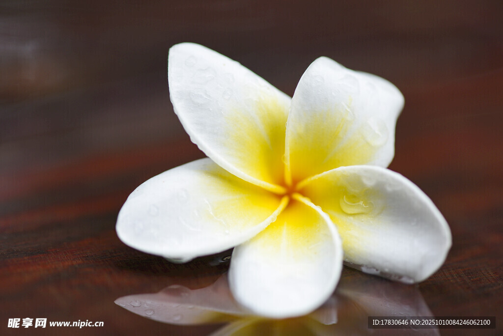 白色雞蛋花特寫(xiě)