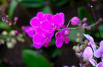 蘭花