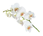 蘭花