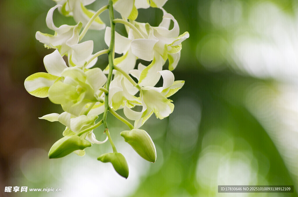 蘭花