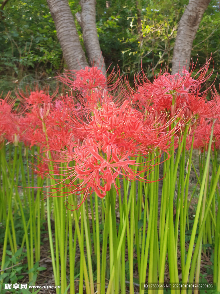 艷麗石蒜花綻放于林間