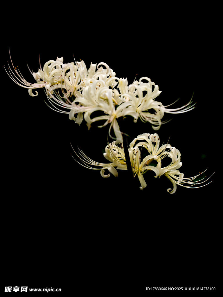 優(yōu)雅白色菊花特寫