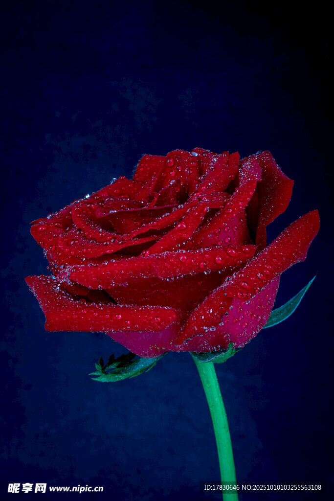 玫瑰花