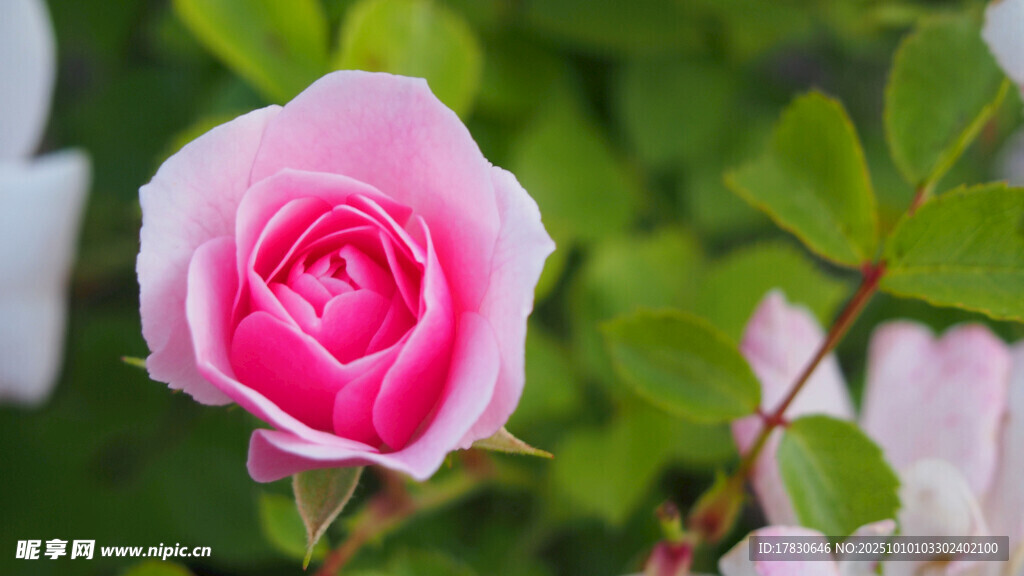 玫瑰花