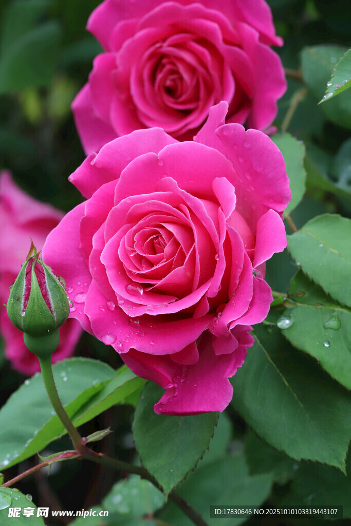 玫瑰花