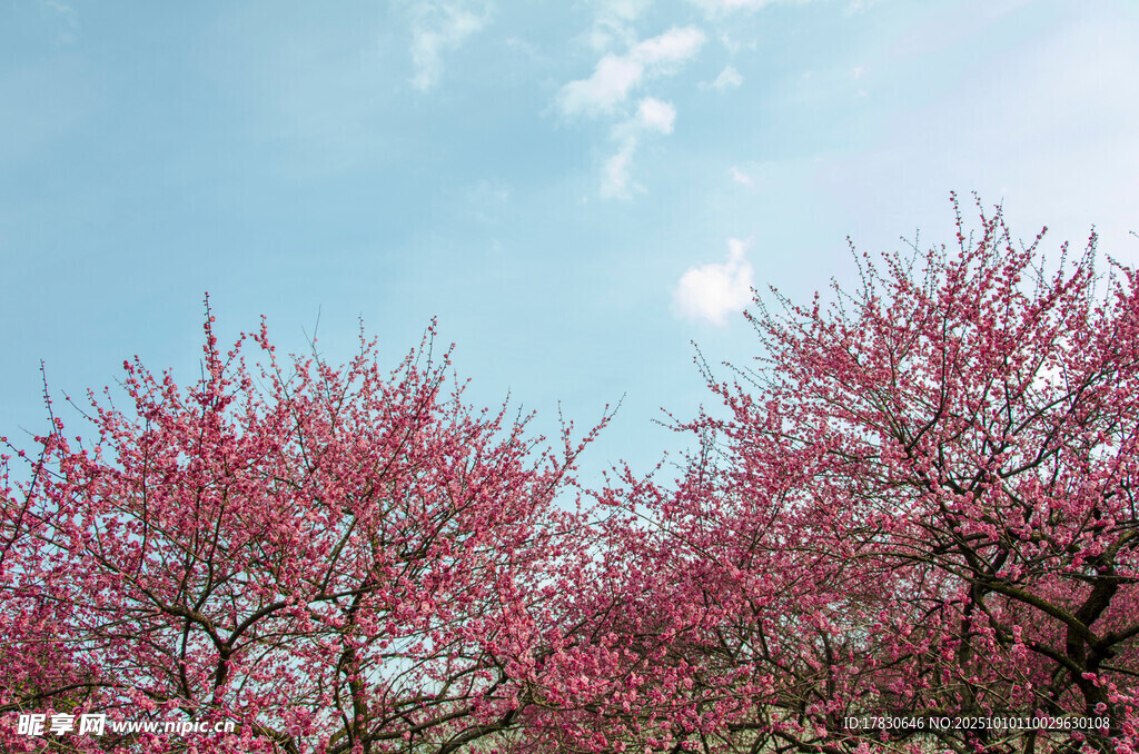 梅花