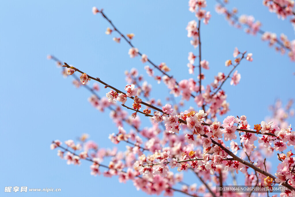 梅花