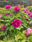 牡丹花