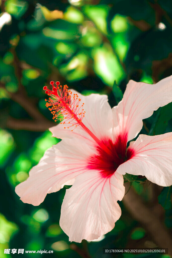 木槿花