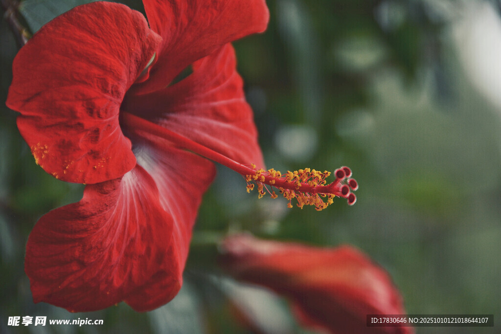 木槿花