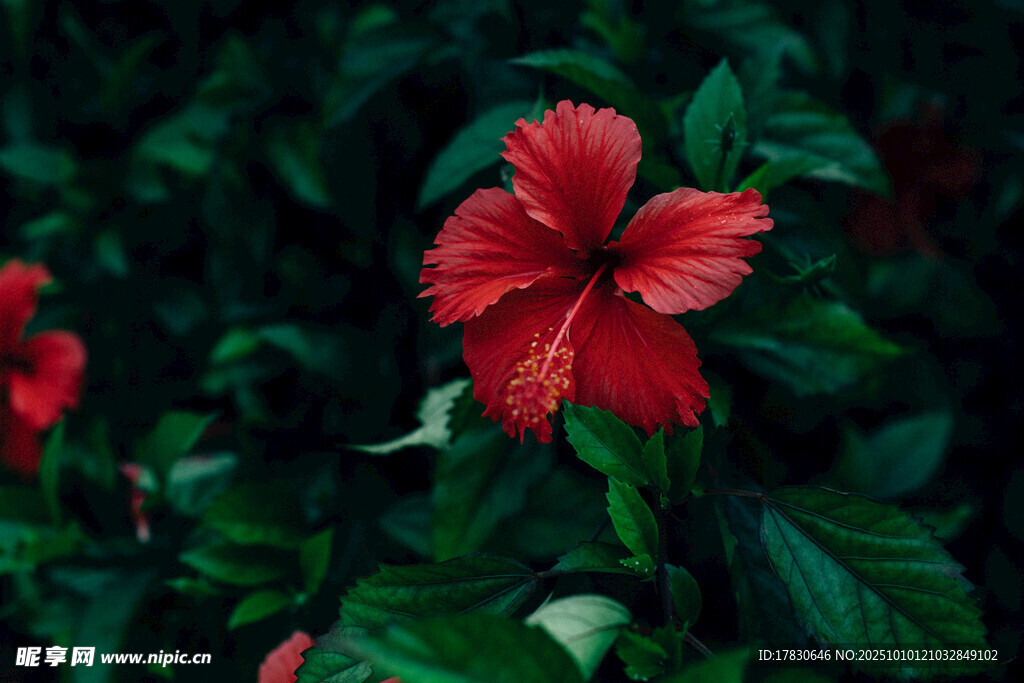 木槿花