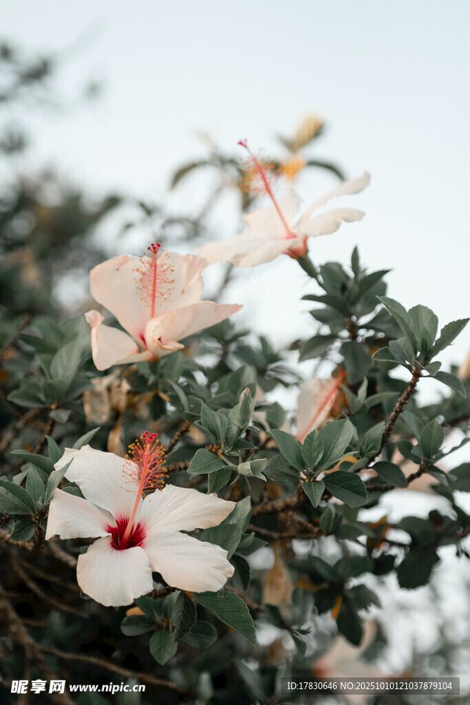 木槿花
