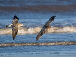 海鳥于海面翱翔