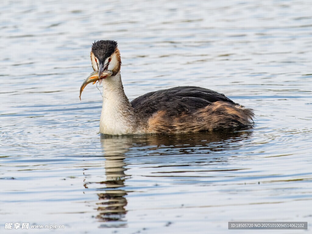 鳳頭鸊鷉水中銜物游動