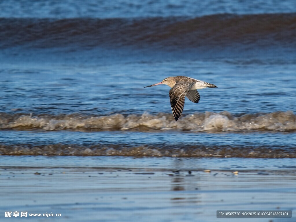 海鷗于海邊低空飛翔