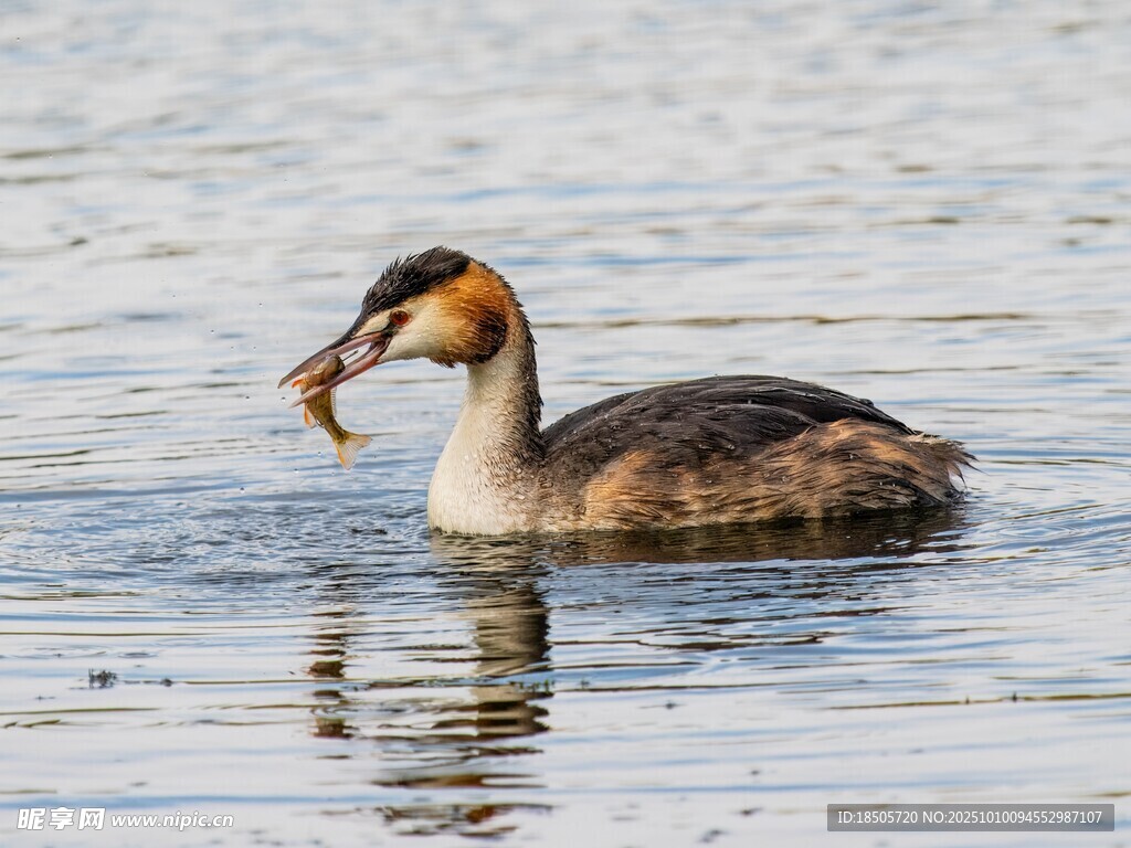 鳳頭鸊鷉水中銜物