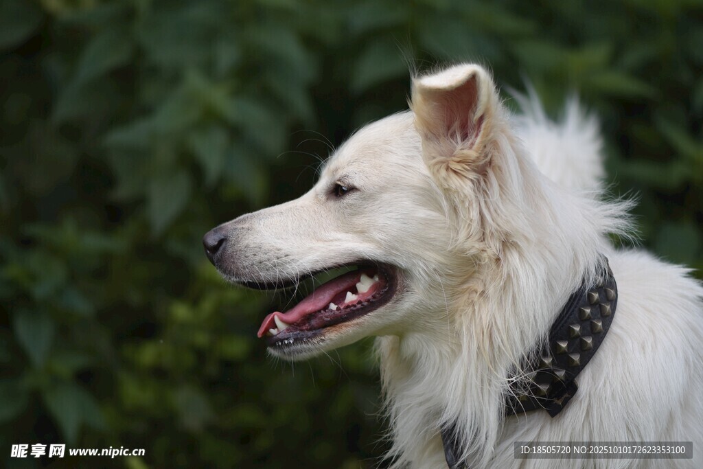 白色長(zhǎng)毛犬戴項(xiàng)圈的側(cè)影