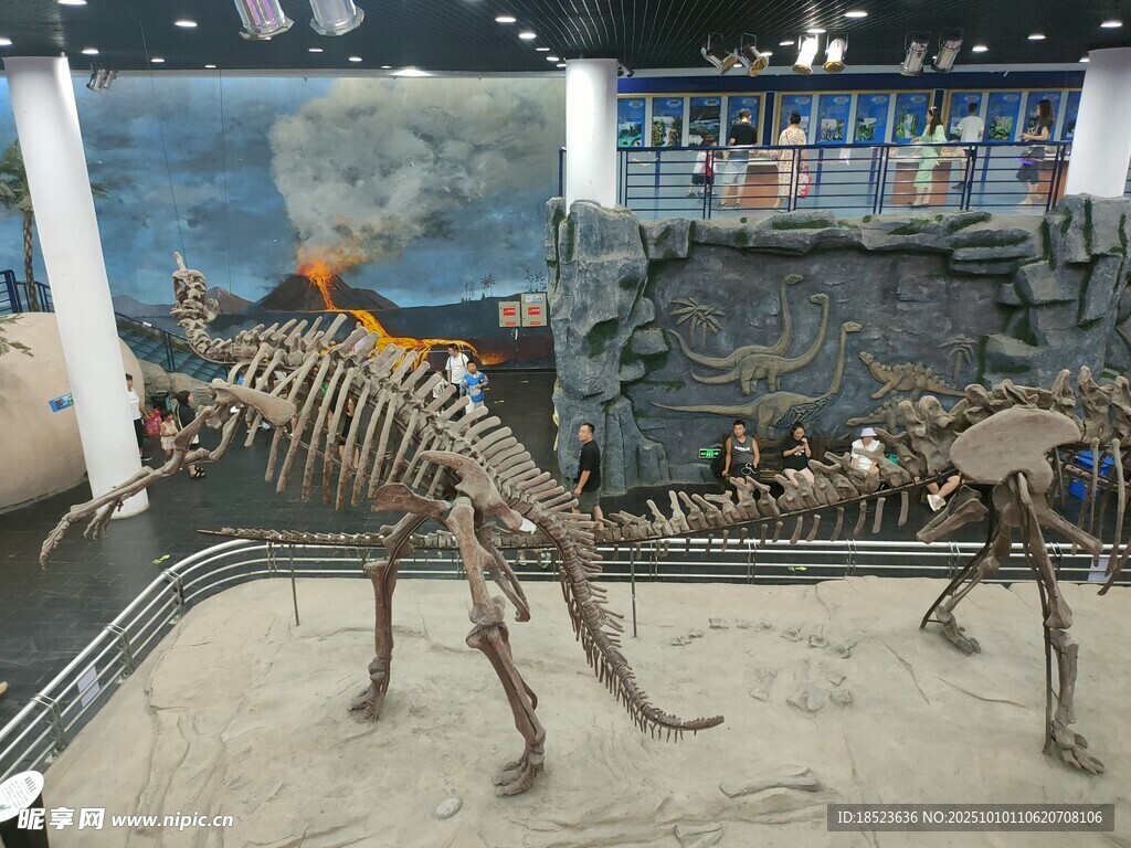 博物館中的恐龍骨架展品