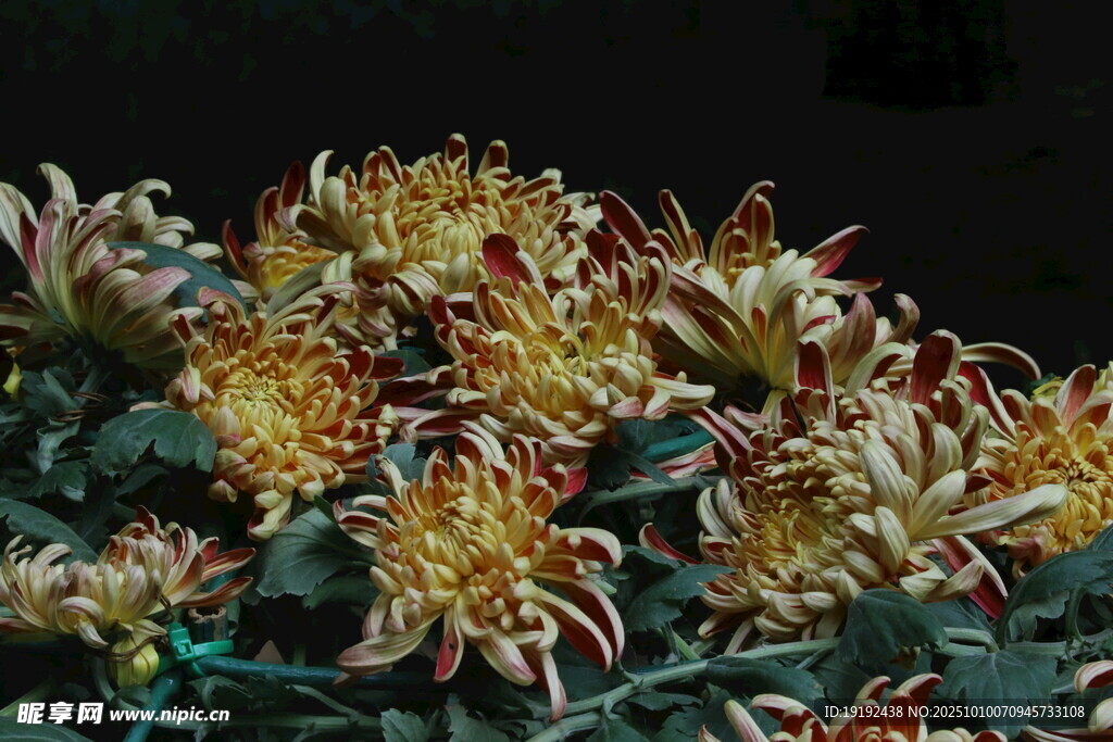 菊花  