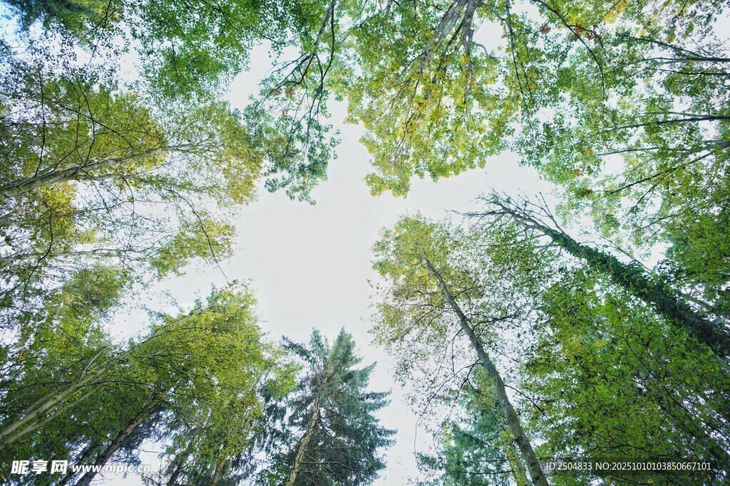 仰望蔥郁森林樹冠美景