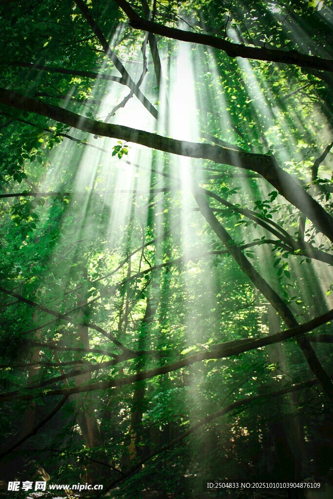 陽光穿透森林的綠意美景