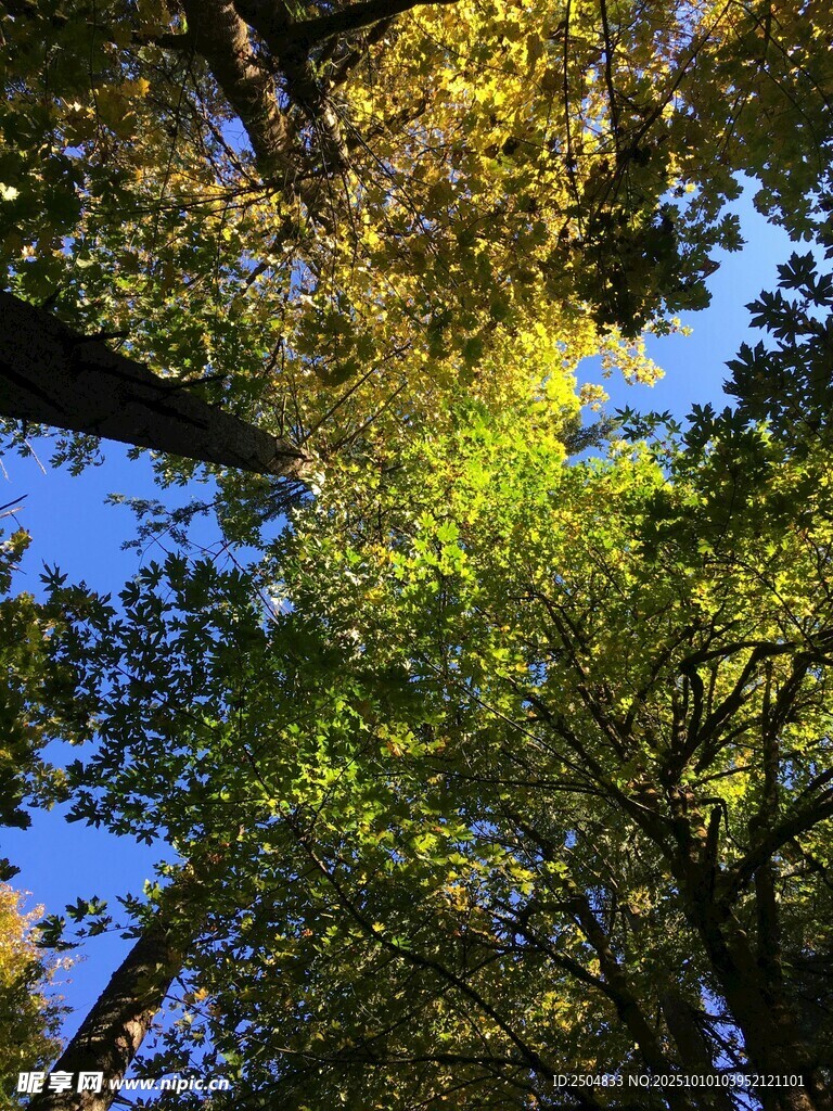 仰望秋日森林樹冠美景