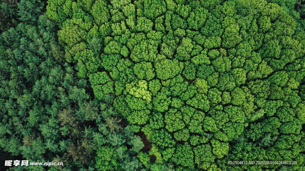 翠綠三葉草植物特寫