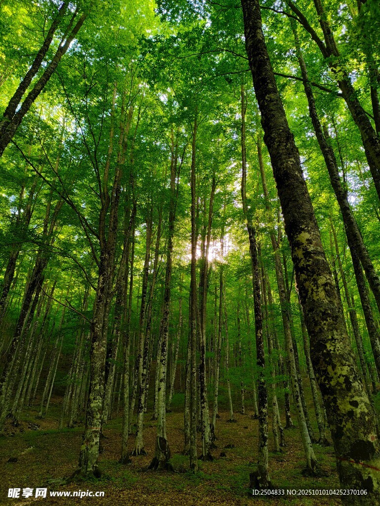 茂密森林綠意盎然