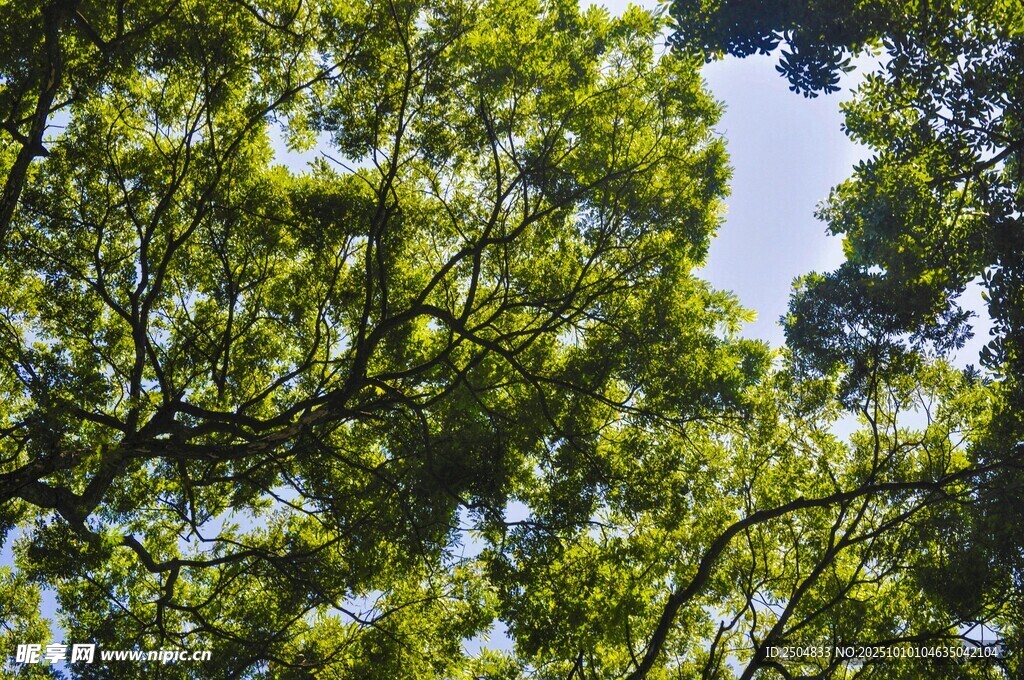 繁茂綠樹映襯藍(lán)天