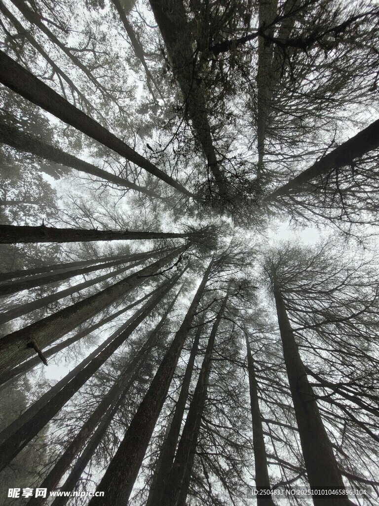仰視下的茂密樹林景觀