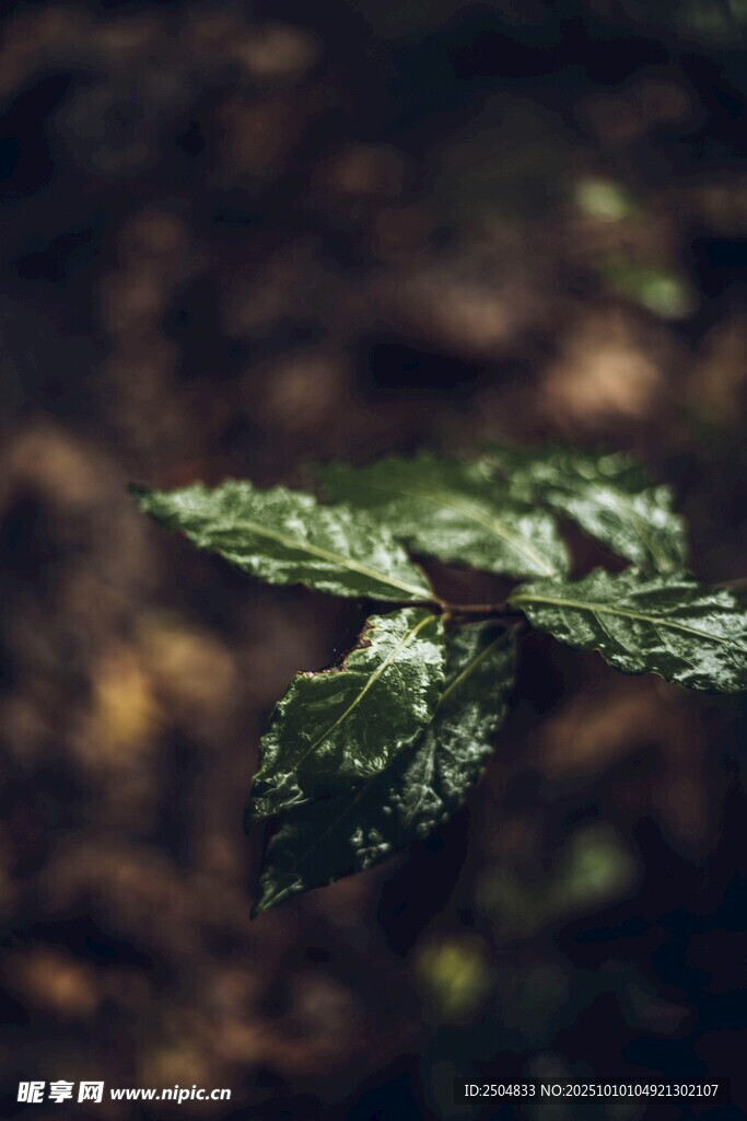 嫩綠葉片的清新植物特寫