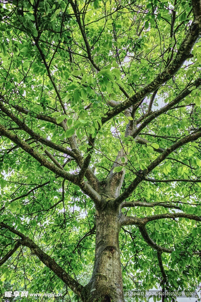 繁茂大樹展現(xiàn)盎然生機(jī)