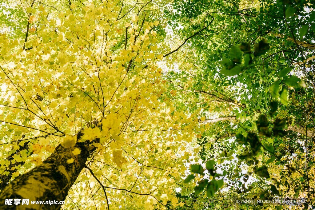 秋日銀杏與綠樹(shù)相映成趣