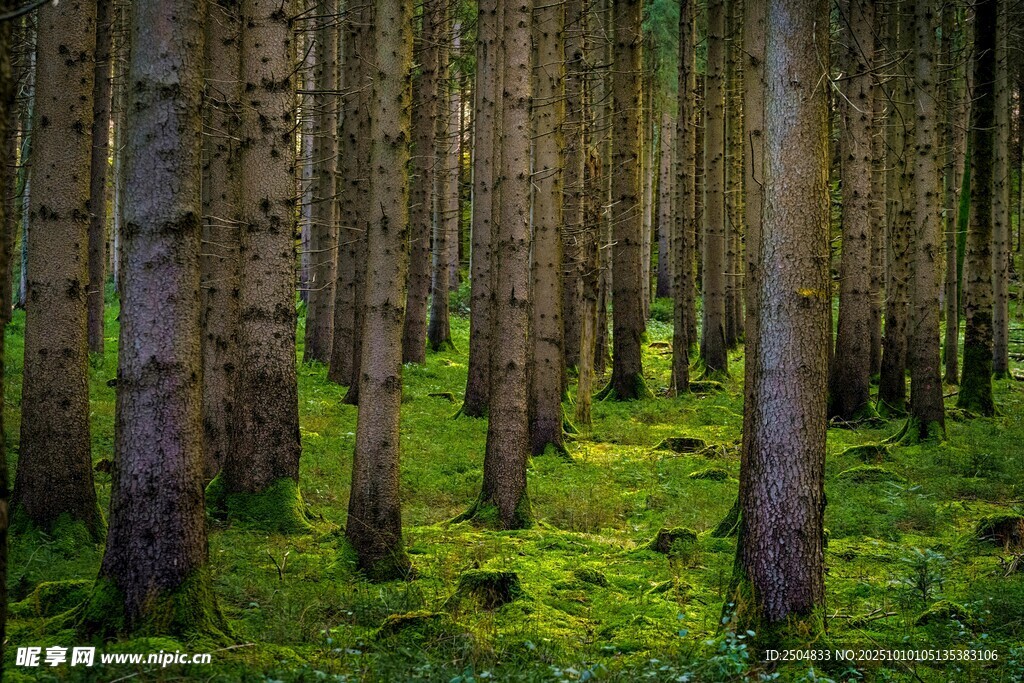 靜謐森林中的蔥郁樹木