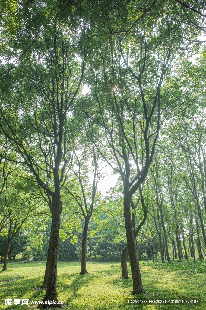 陽光灑落的靜謐樹林