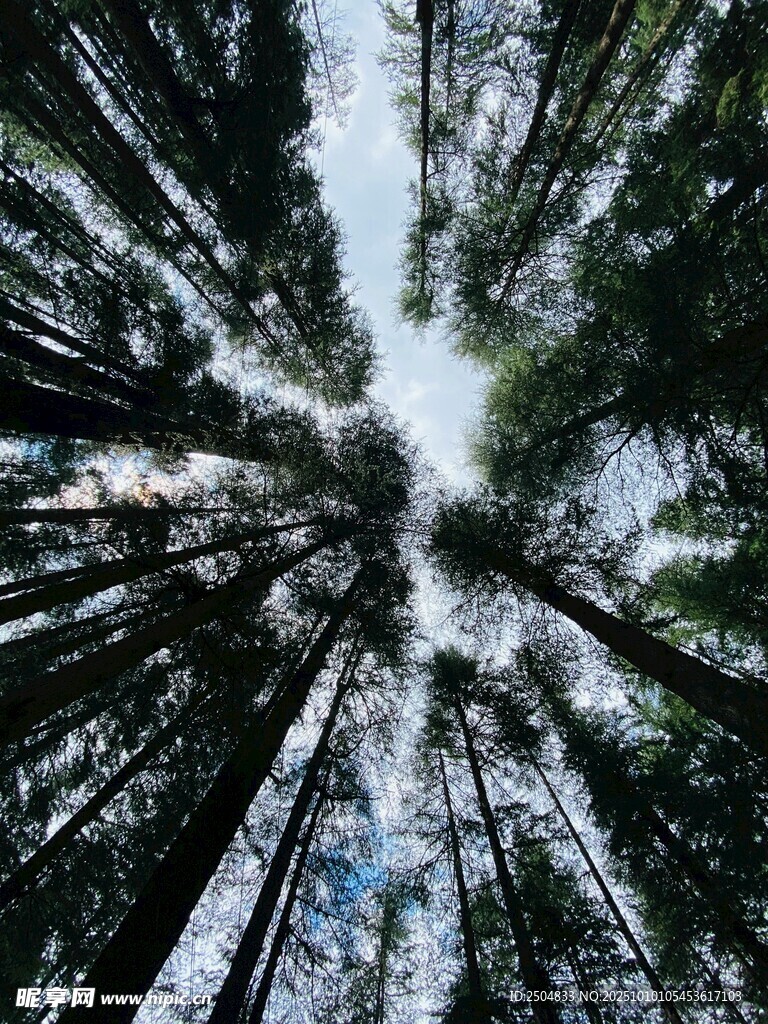 仰視茂密森林樹冠景象