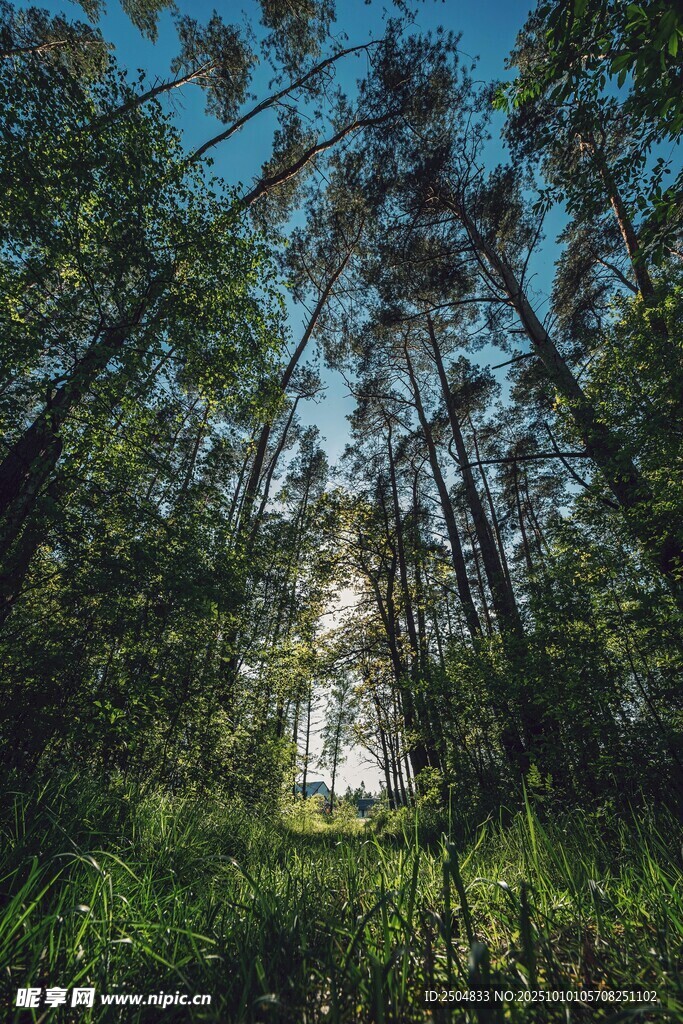 森林中透過枝葉的陽(yáng)光美景