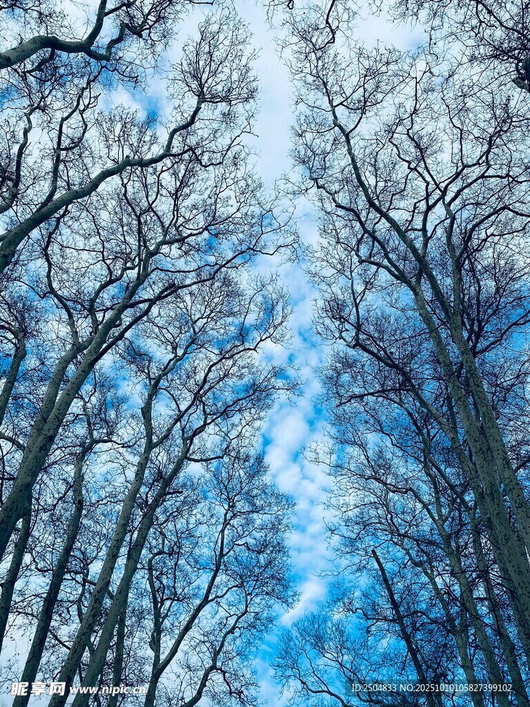 冬日藍天下的挺拔樹林