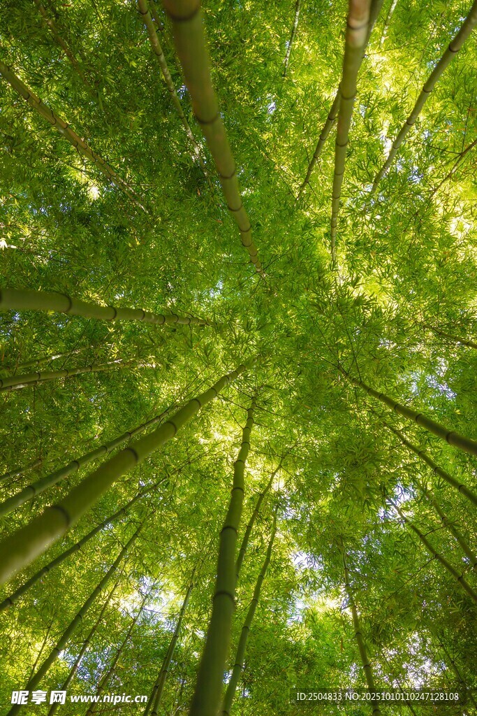 仰視蔥郁森林樹冠美景