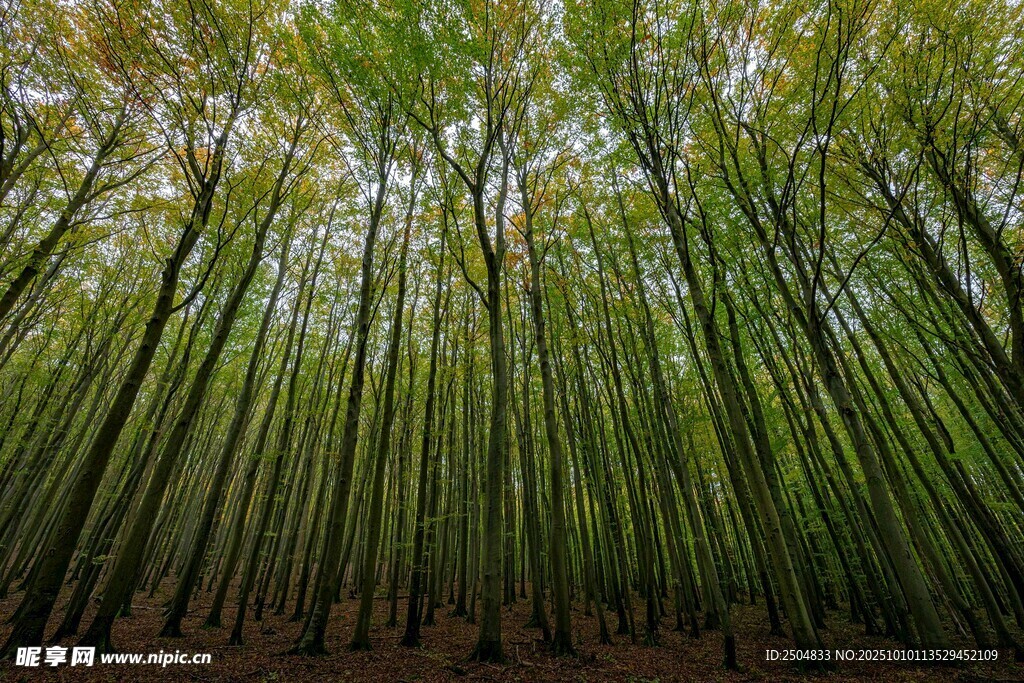 翠綠竹林 自然清新之景