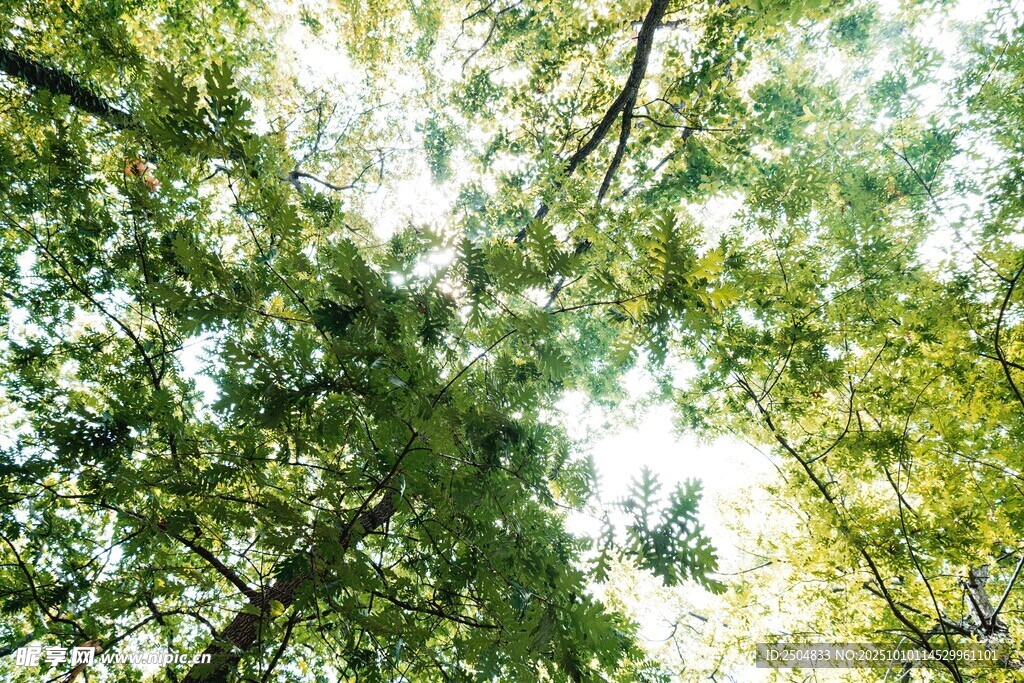 仰視繁茂樹林綠意盎然