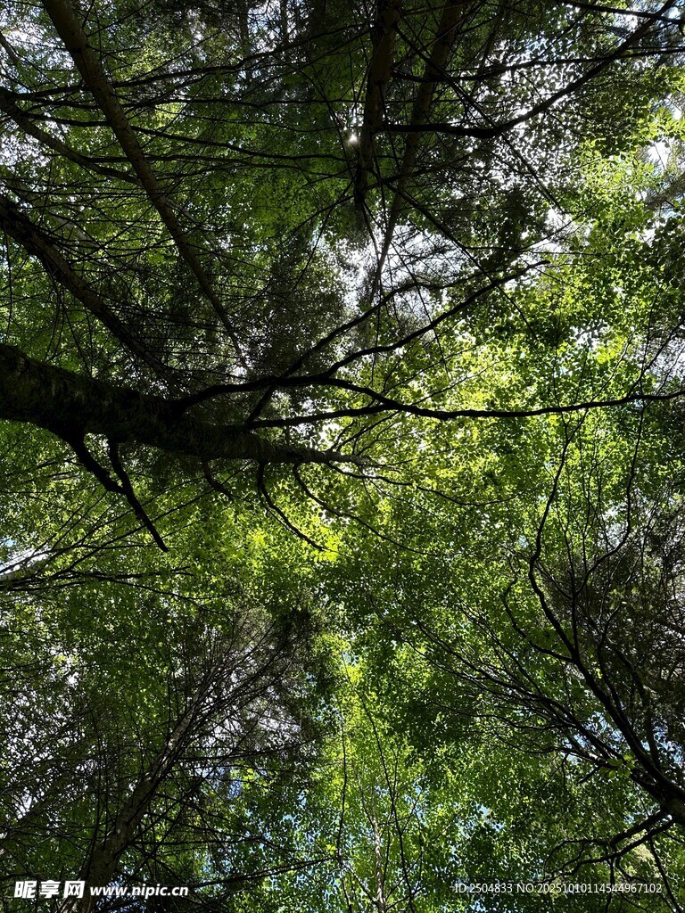 仰視茂密森林樹冠