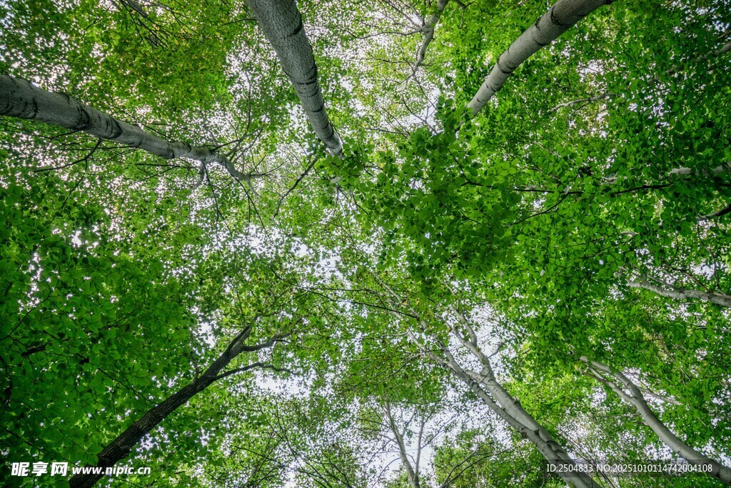 仰視蔥郁樹林美景