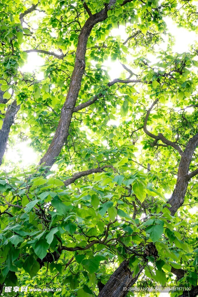 陽(yáng)光照耀下的繁茂綠樹