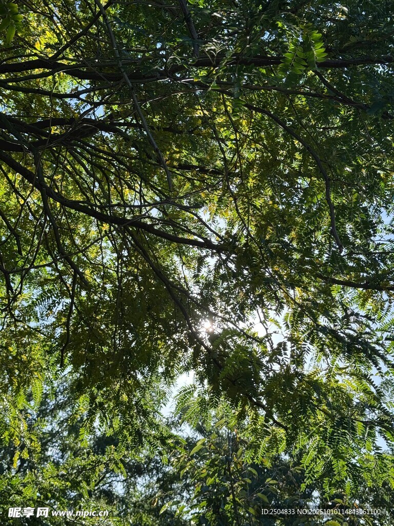 透過(guò)枝葉的斑駁陽(yáng)光