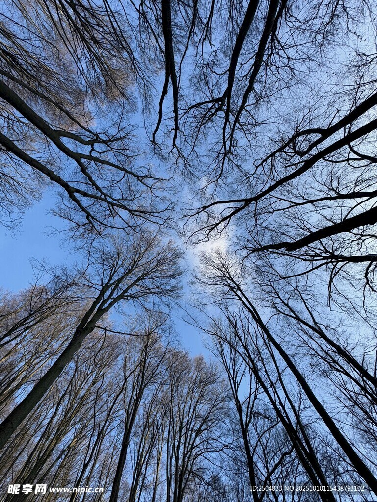仰望林間樹梢藍天