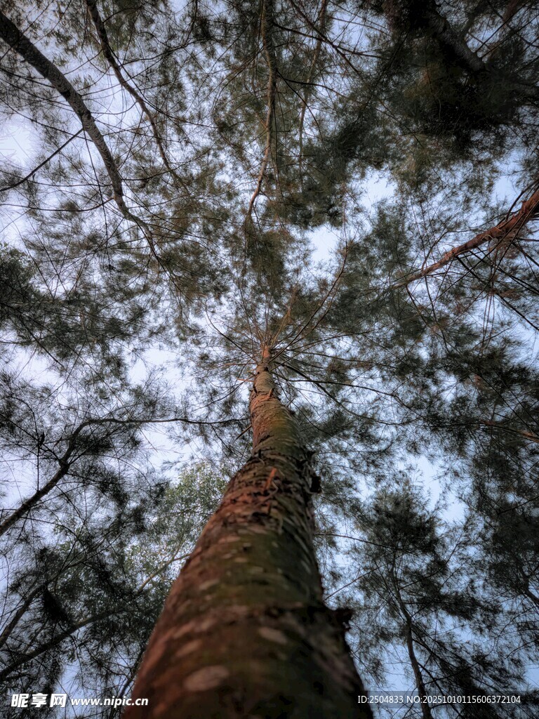 仰視森林高大樹木景象